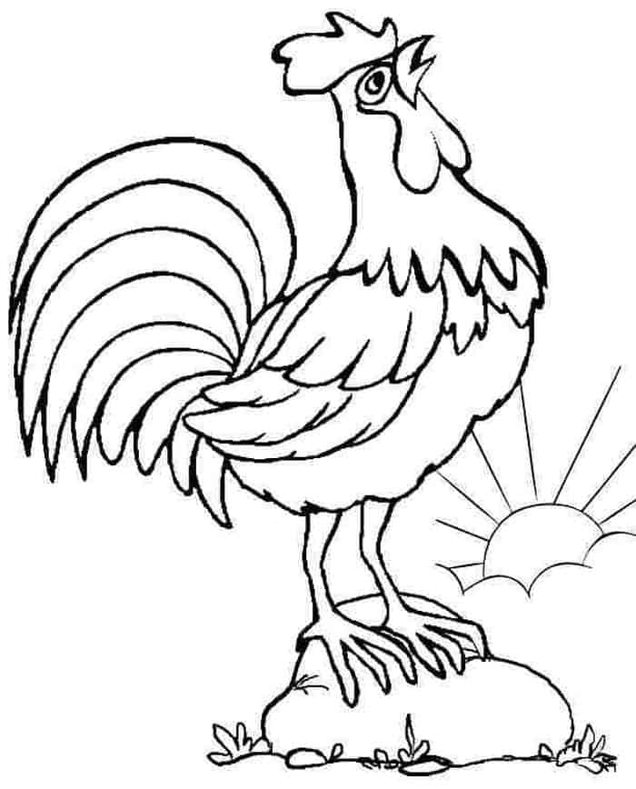 Adult Coloring Pages Of Chicken