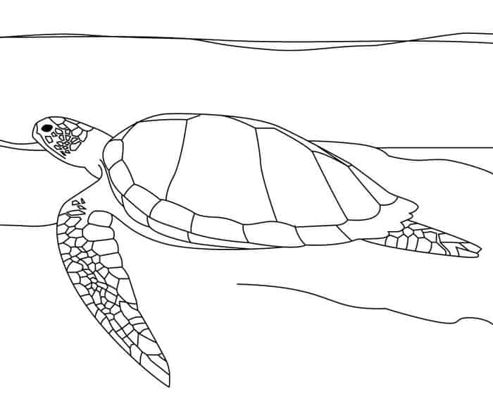 Adult Coloring Pages Sea Turtle