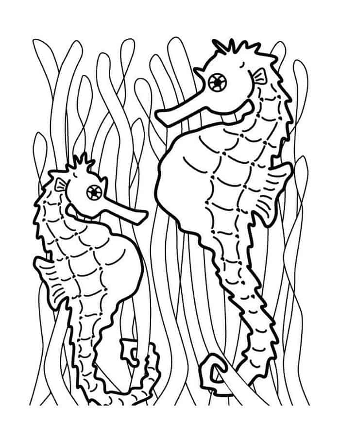 Adult Coloring Pages Seahorse