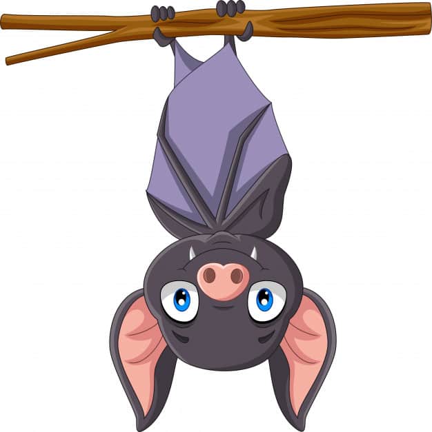 Bat