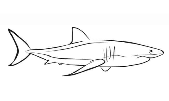 Black Tip Shark Coloring Pages