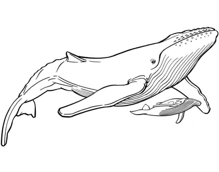 Blue Whale Coloring Pages