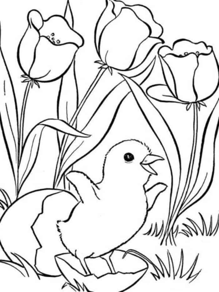 Chicken Coloring Pages