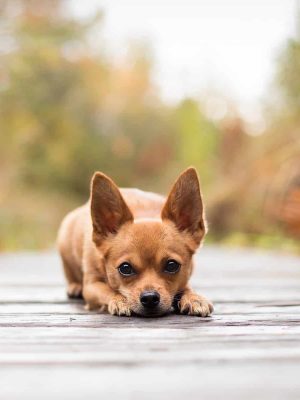Chihuahua