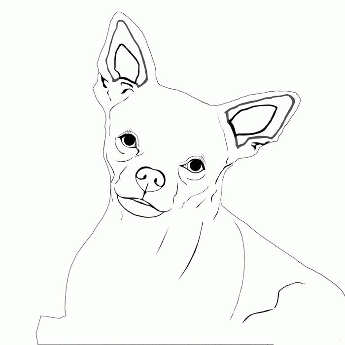 Chihuahua Coloring Pages