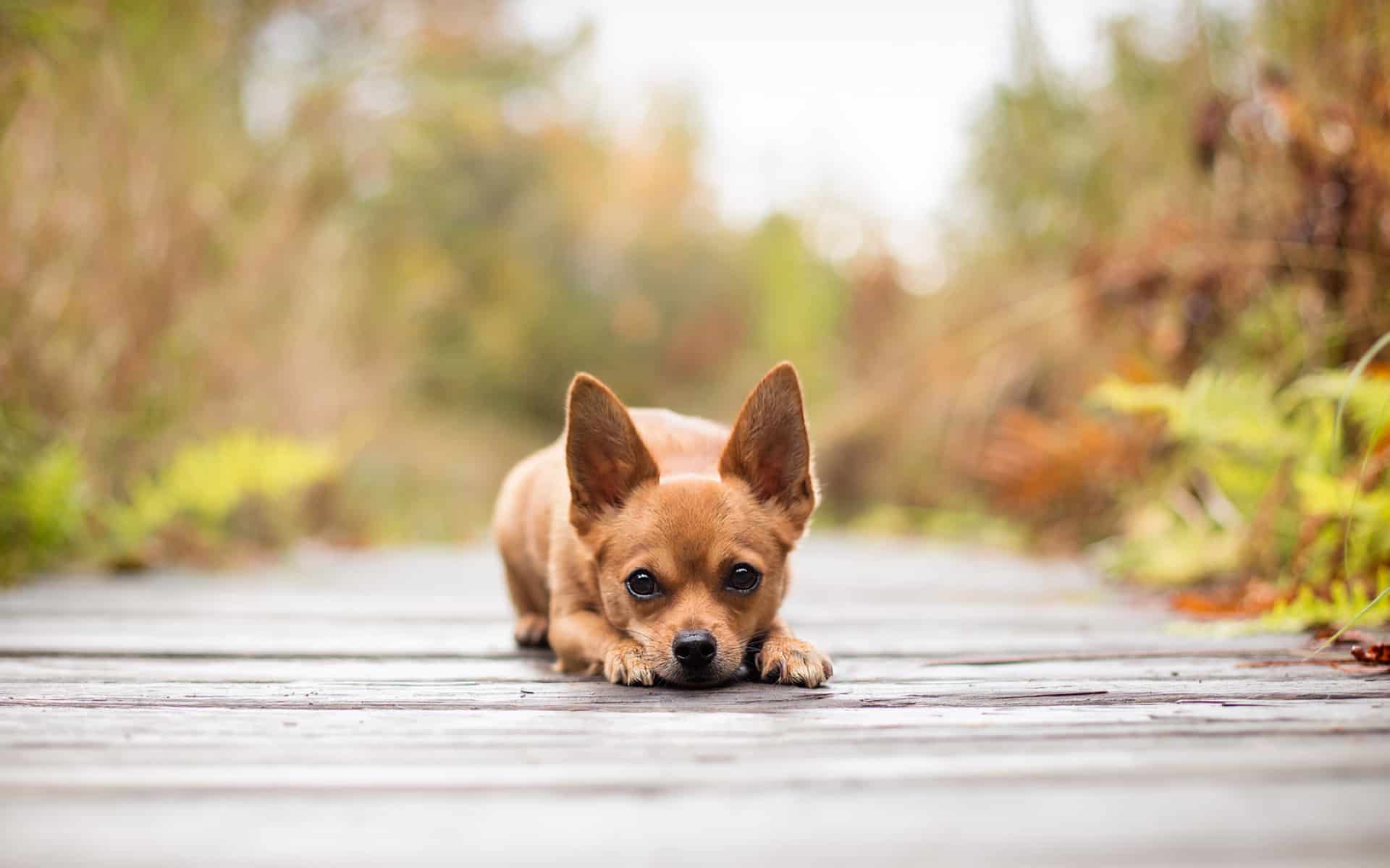 Chihuahua