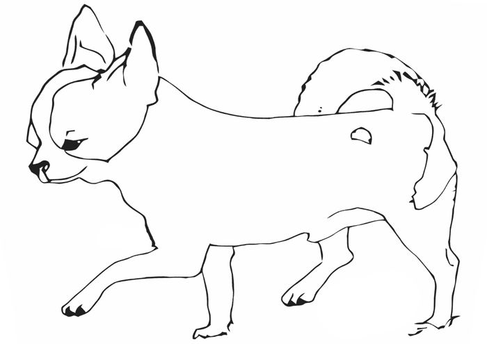 Coloring Book Pages Chihuahua