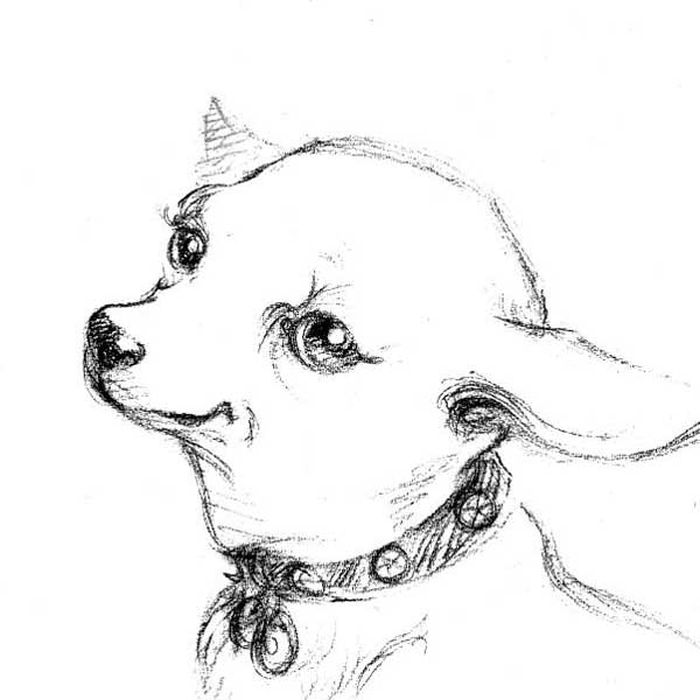 Coloring Book Pages Long Haired Chihuahua