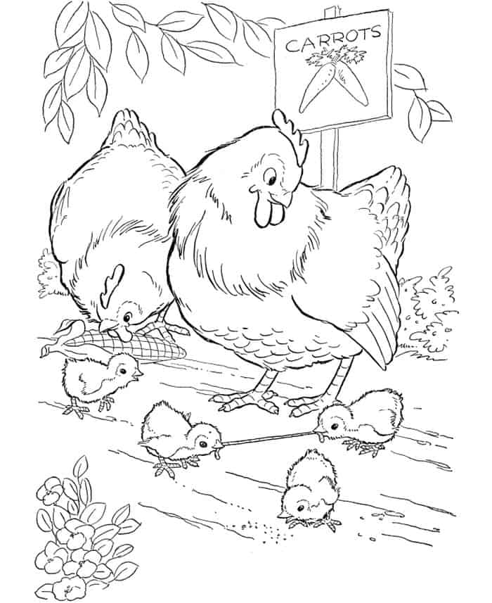 Coloring Pages Chicken