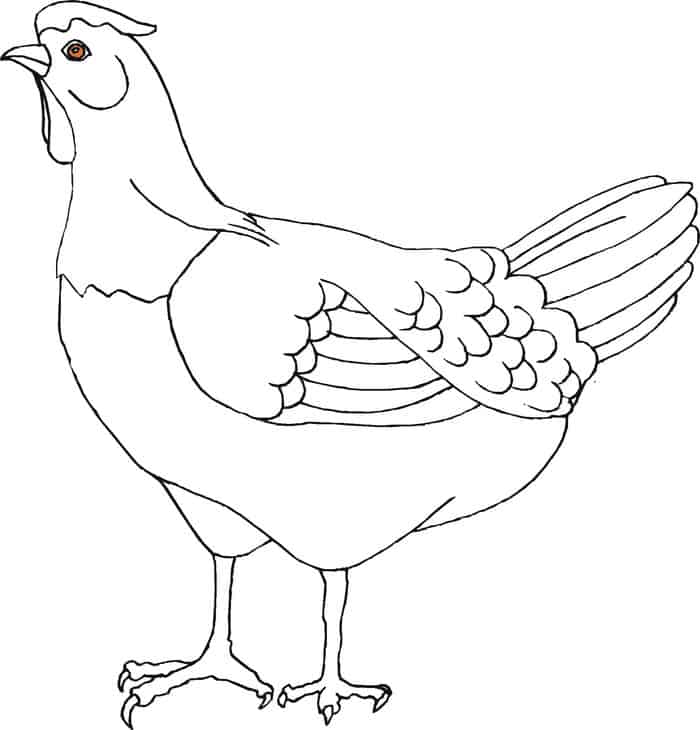 Coloring Pages Of Chicken