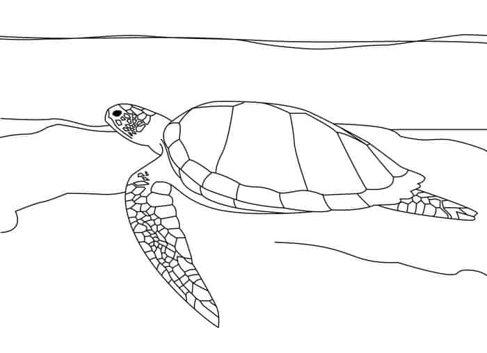 Coloring Pages Sea Turtle 1