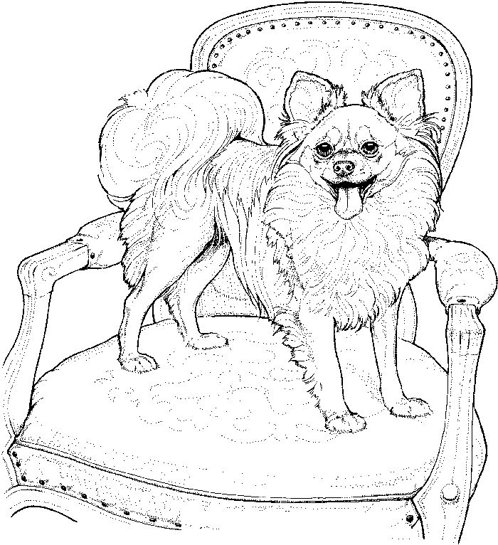 Cutest Chihuahua Coloring Pages