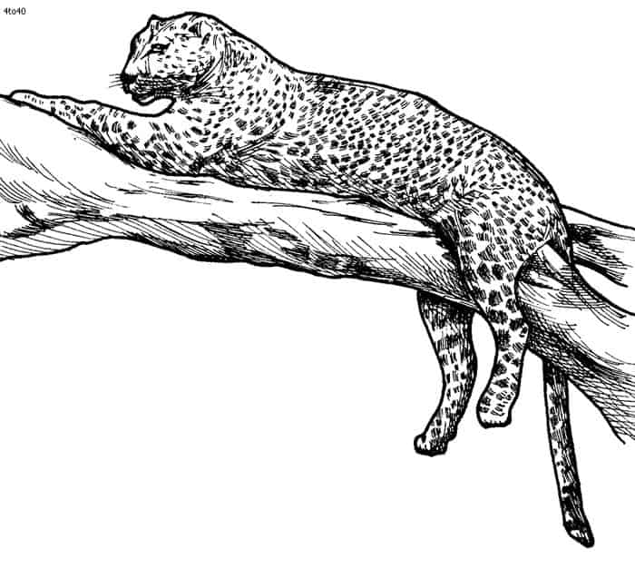 Free Coloring Pages Leopard