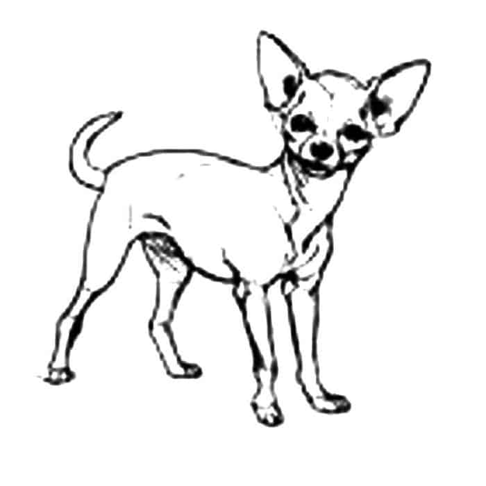 Free Printable Coloring Pages Chihuahua