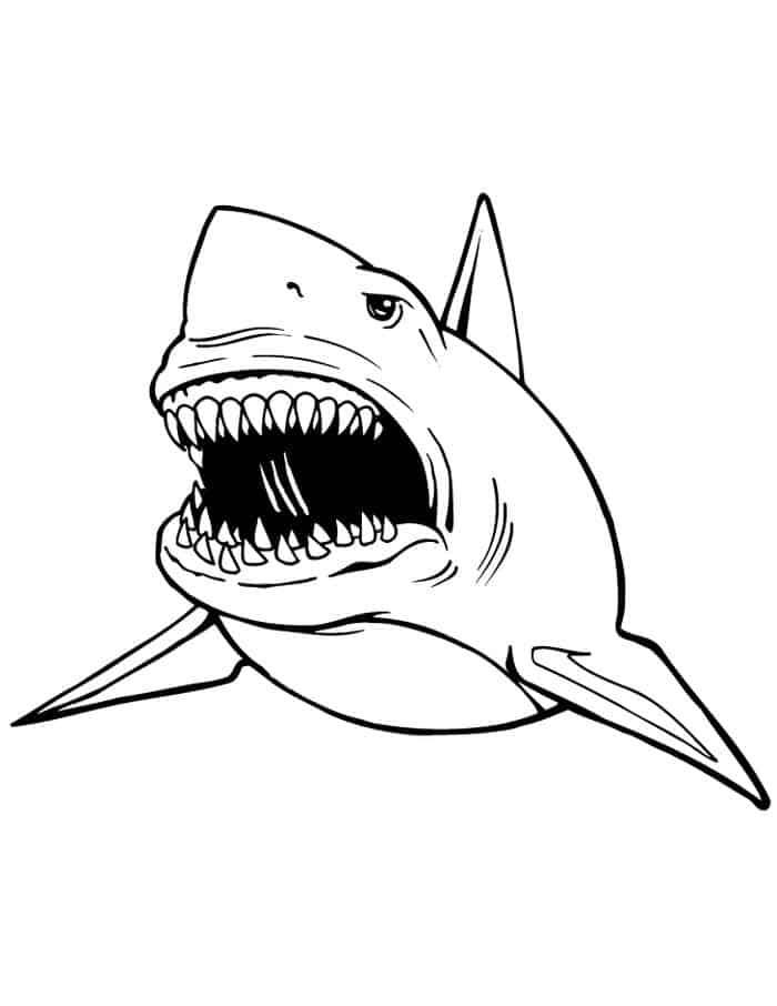 Great White Shark Coloring Pages