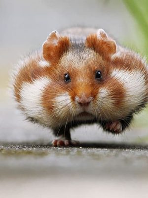 Hamster
