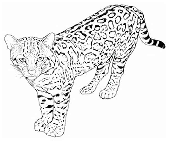 Leopard Cat Coloring Pages For Adults Printable