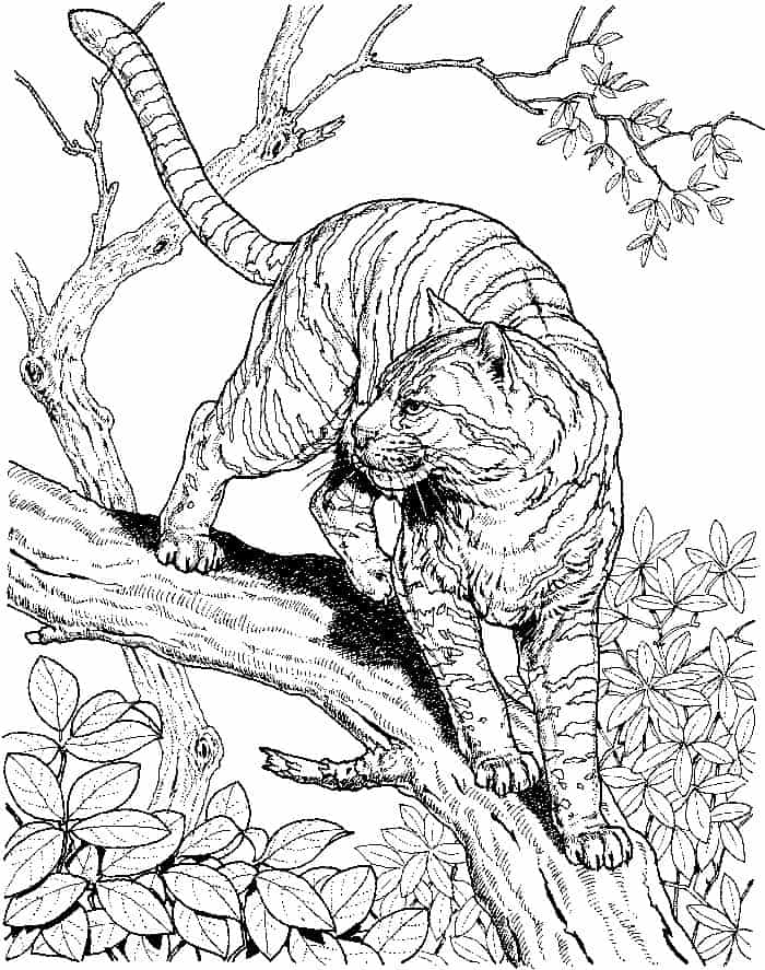Leopard Print Coloring Pages