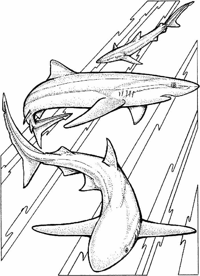 Mako Shark Coloring Pages