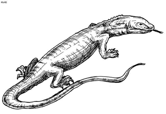 Poisonous Lizard Coloring Pages