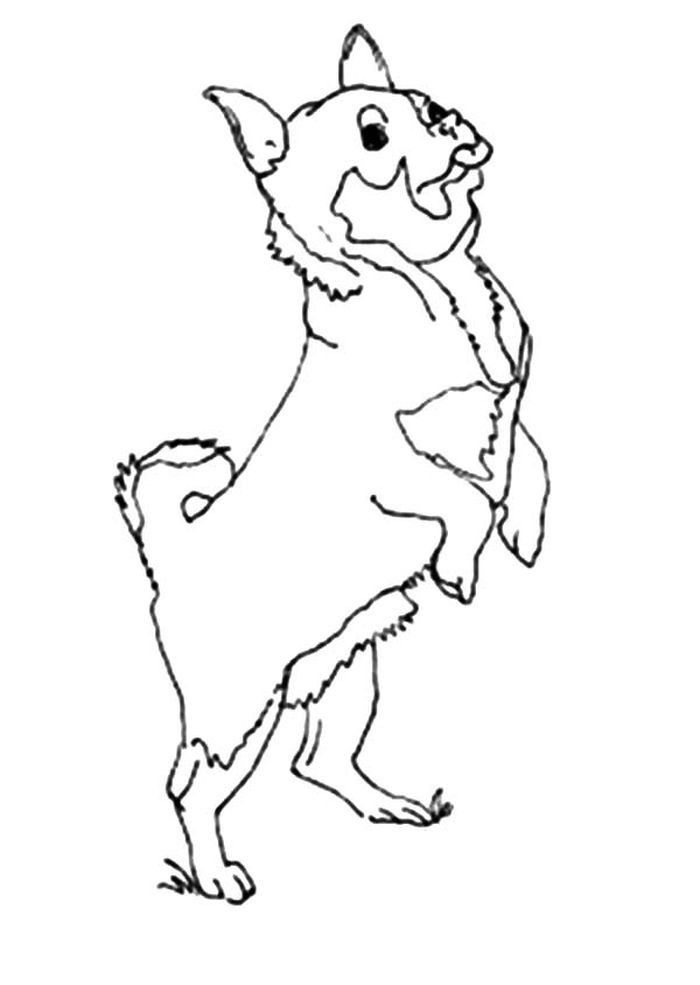 Pug Chihuahua Shih Tzu Coloring Pages