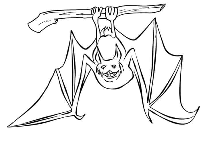 Realistic Bat Coloring Pages