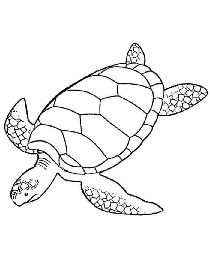 Realistic Sea Turtle Coloring Pages