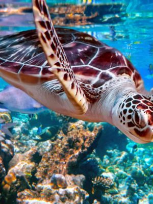Sea Turtle