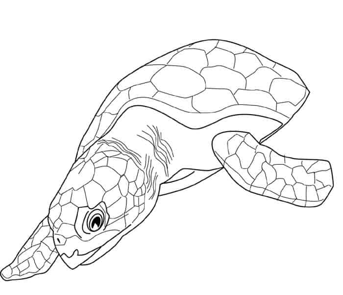 Sea Turtle Coloring Pages Printable Free