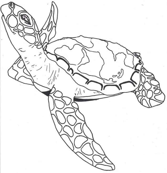 Sea Turtle Coloring Pages To Print