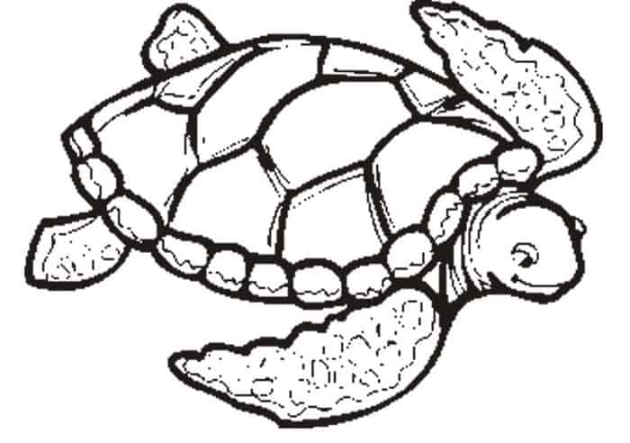 Sea Turtle Coloring Pages