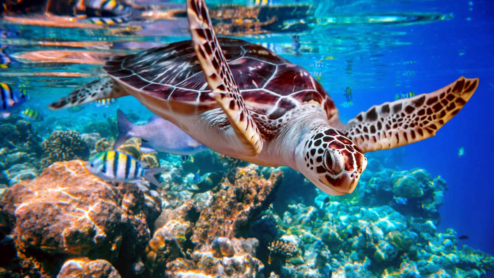 Sea Turtle