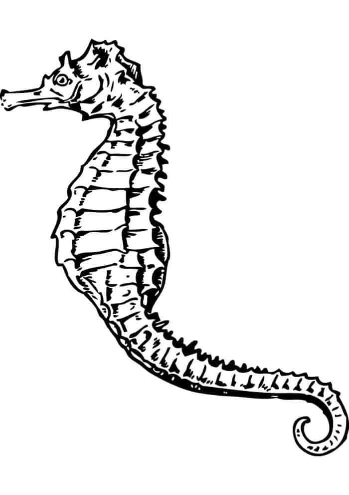 Seahorse Coloring Pages