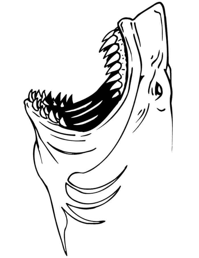Shark Coloring Pages For Adults