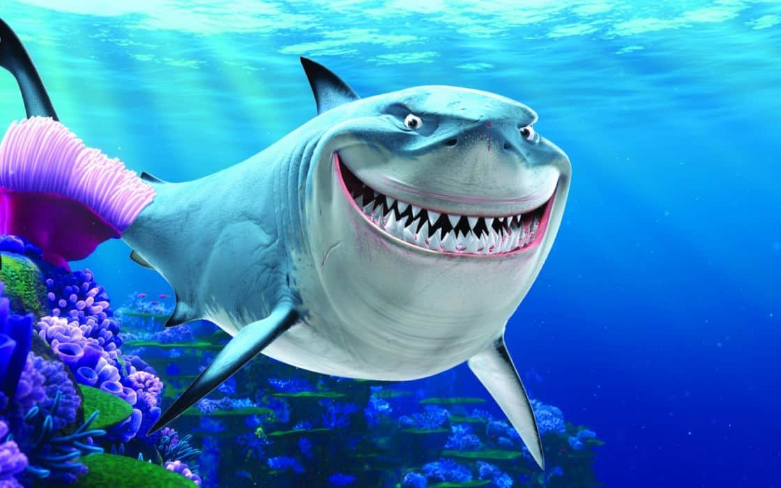 Shark