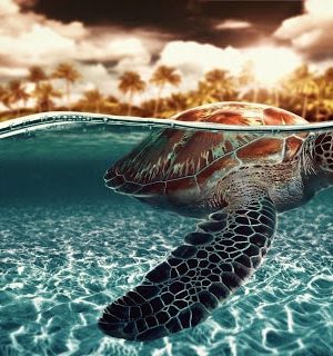 Turtle