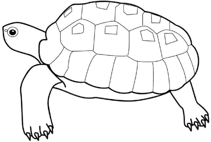 Turtle Coloring Pages