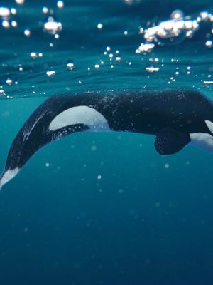 Whale