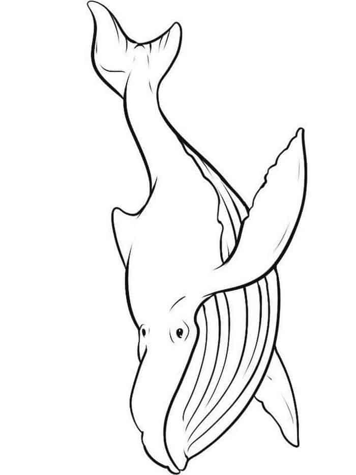 Whale Coloring Pages For Adults