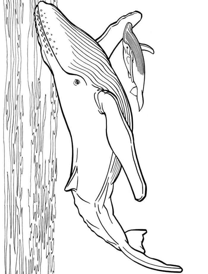 Whale Family Coloring Pages