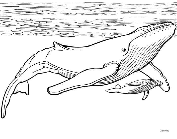 Whale Shark Coloring Pages 1