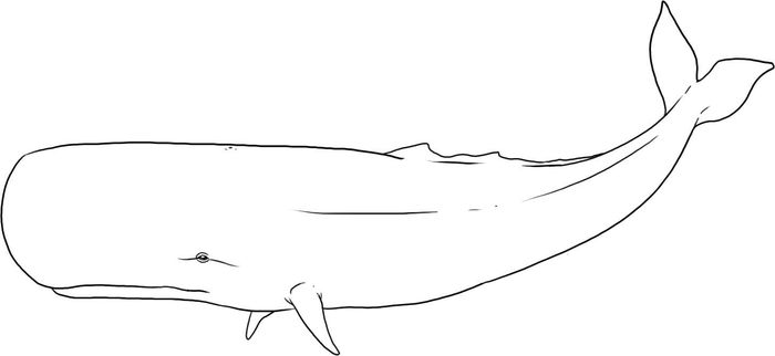 Whale Tail Coloring Pages