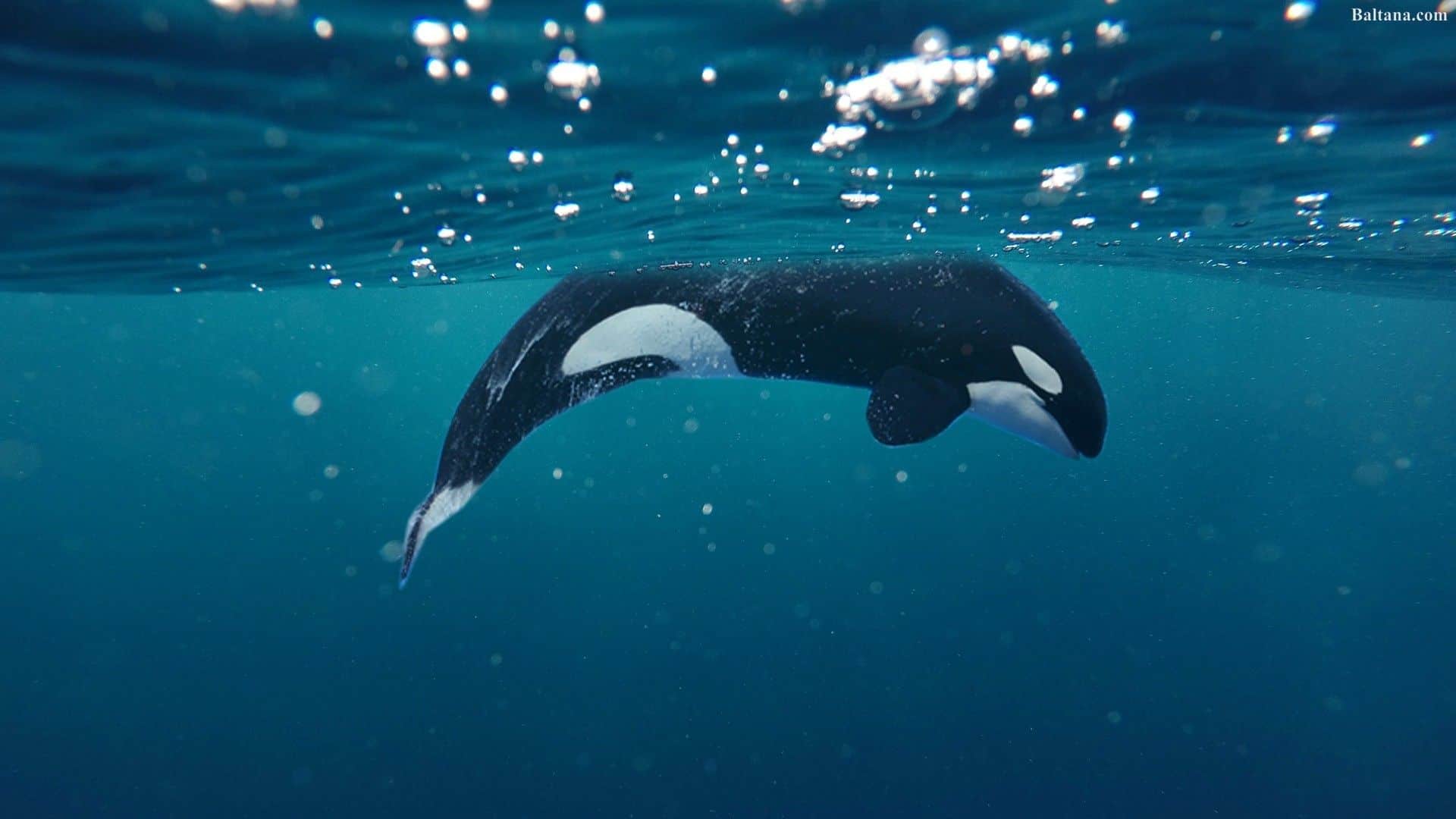Whale