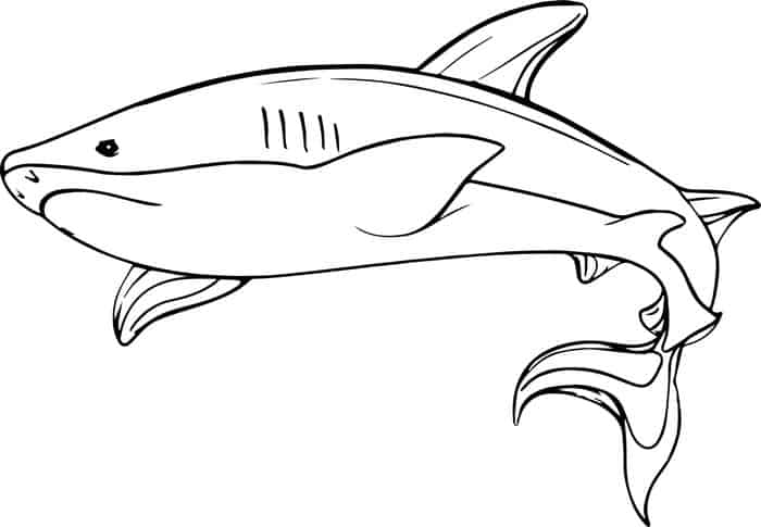 White Shark Coloring Pages