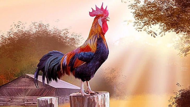 chicken