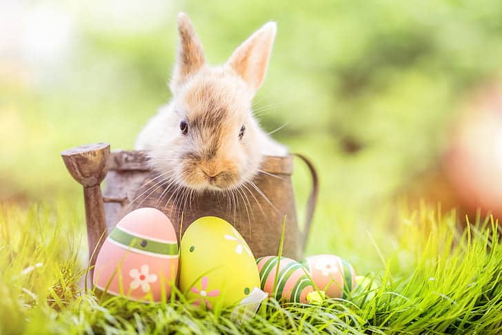 easter bunny