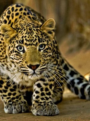 leopard