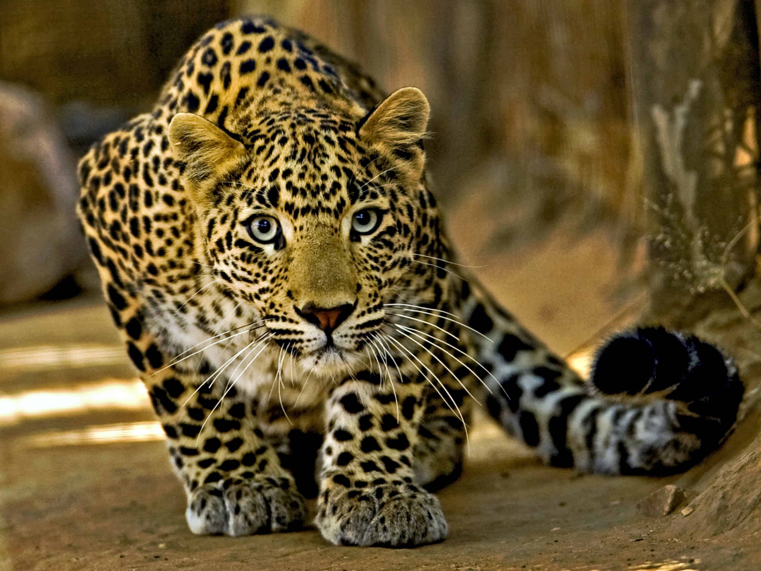 leopard