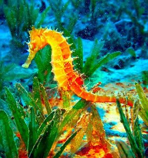 seahorse