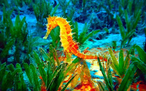 seahorse